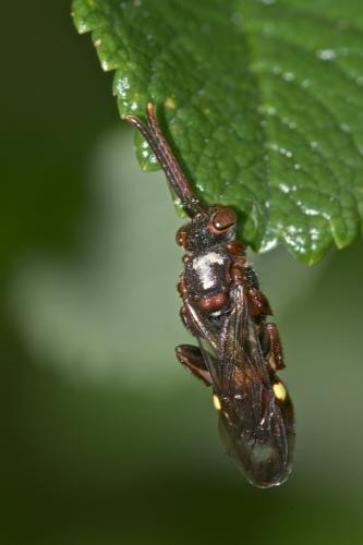 Nomada sp.